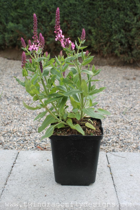 Perennial Sage in a black pot.