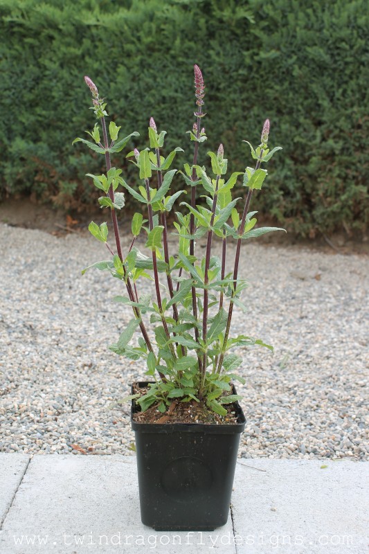 Perennial sage in a black pot.