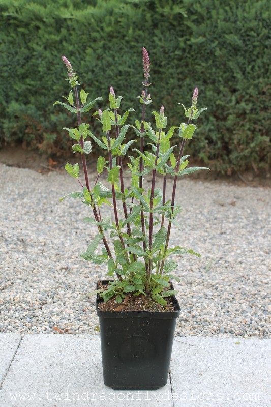 Perennial sage in a black pot.