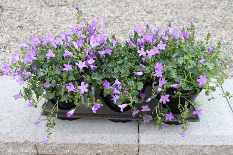 Campanula flowers in a black pot.