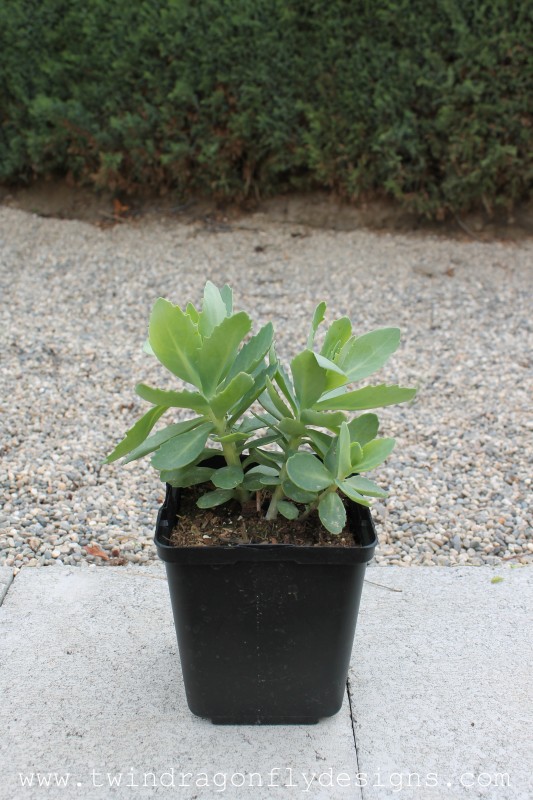 Autumn stonecrop in a black pot.