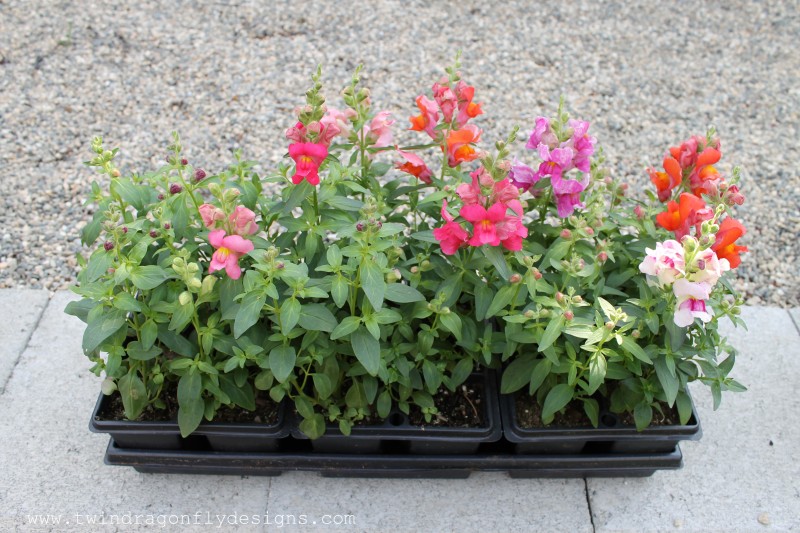 A tray full of snapdragon plants.