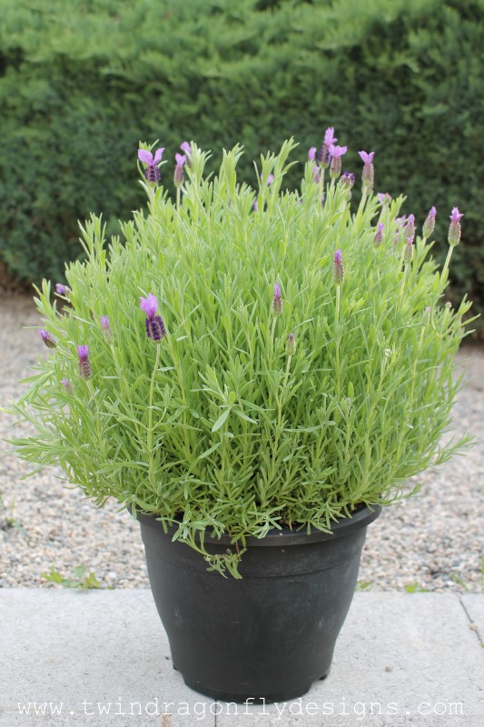 Lavender in a black pot.