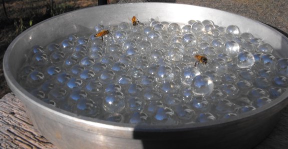 Bee resting on clear glass balls in a silver dish.