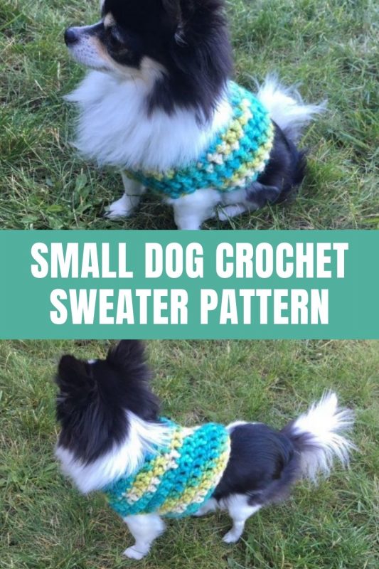 small dog crochet sweater pattern
