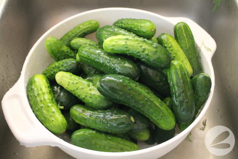 A colander of freshly washed mini cucumbers.