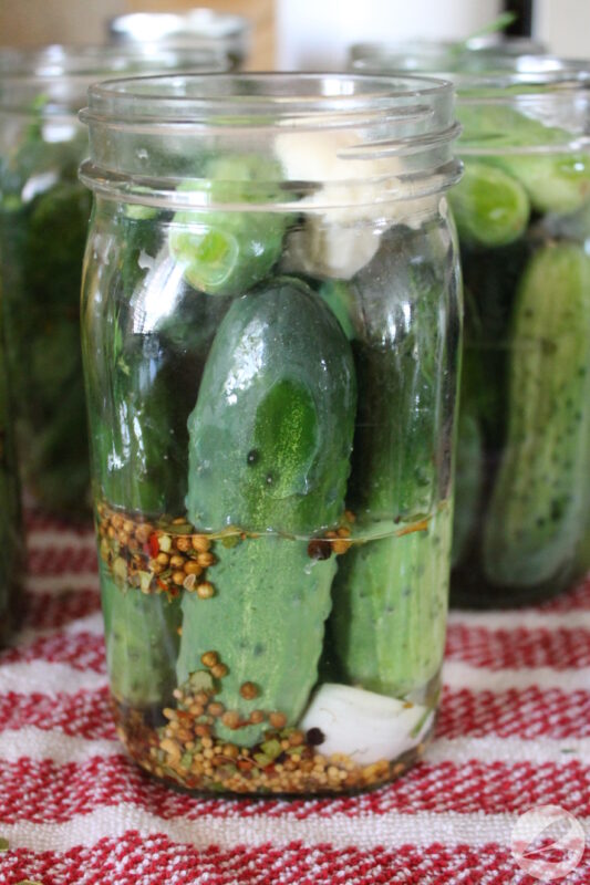 Easy pickle recipe with garlic, dill, and spices in a large mason jar before the cucumbers have pickled.