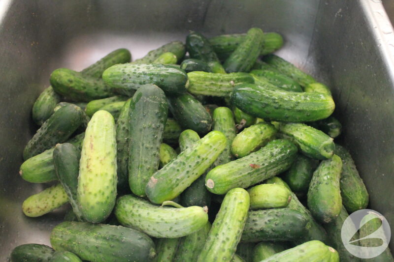 Mini cucumbers in a sink to be washed.