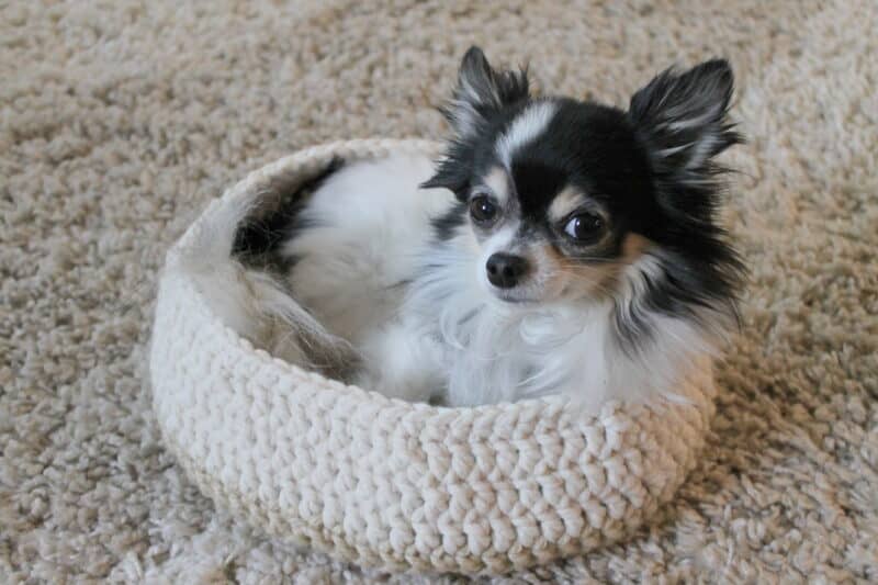 crochet dog bed pattern