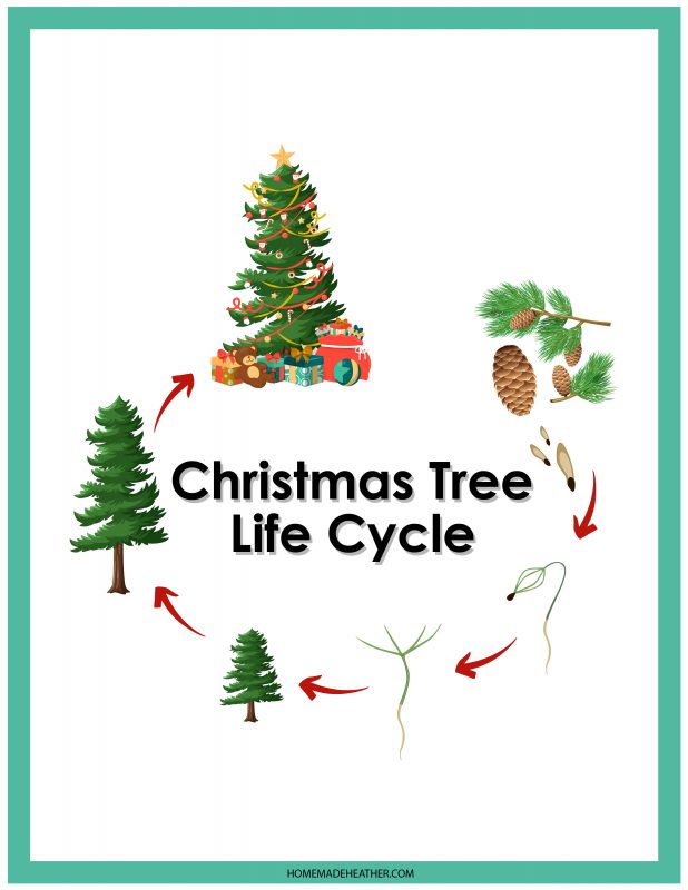 beach activity set christmas tree life cycle