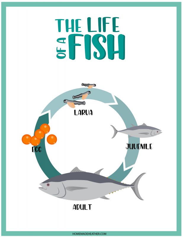 Free printable life cycle of a fish.