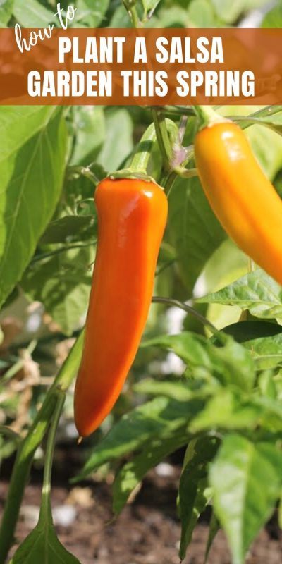 how to plant a salsa garden