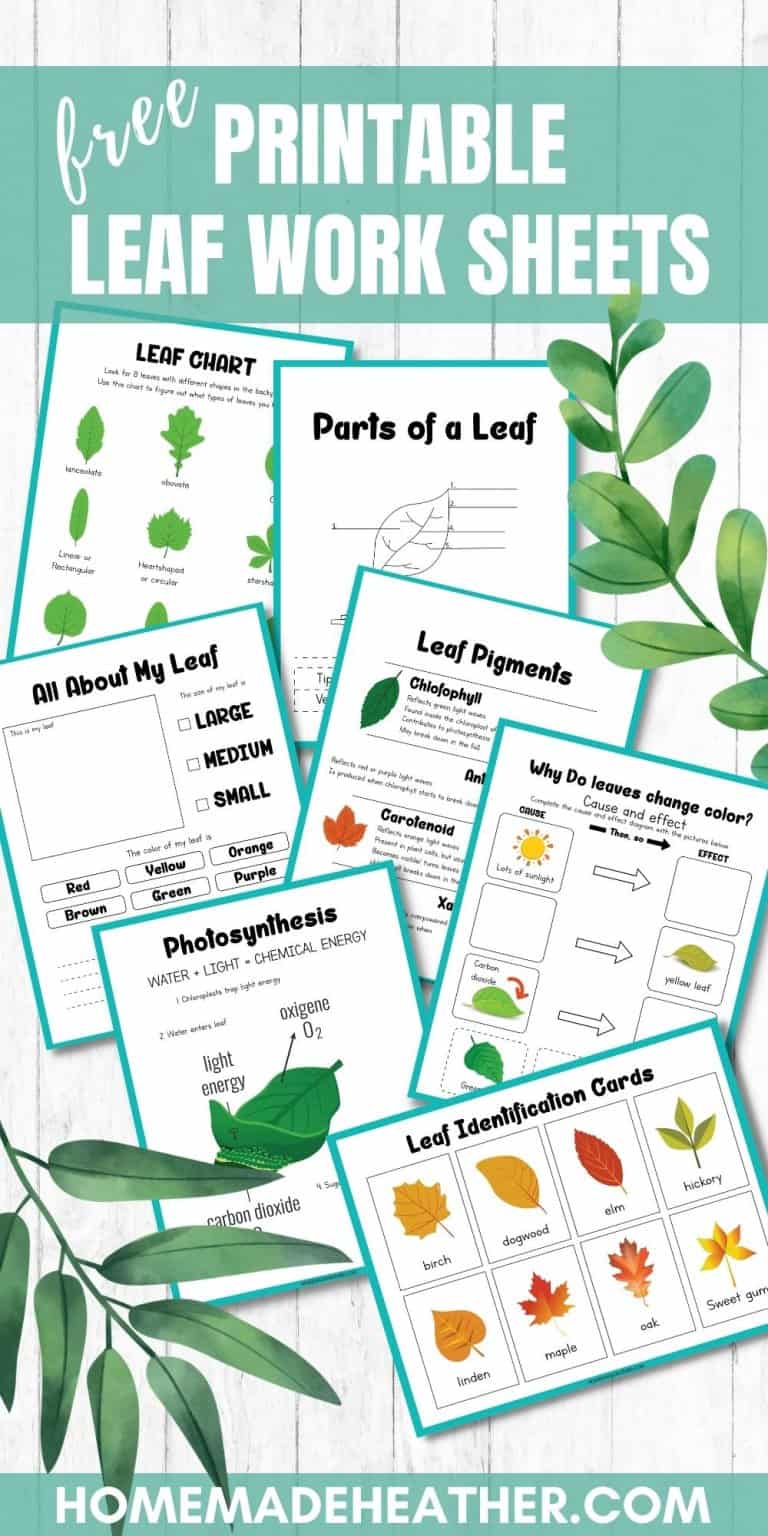 Leaf Printable Work Sheets