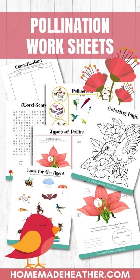 Pollination Printable Work Sheets