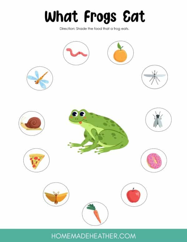 What Frogs Eat Printable