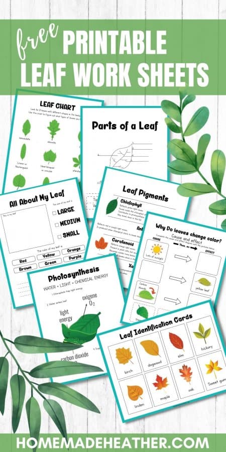 Leaf Printable Work Sheets