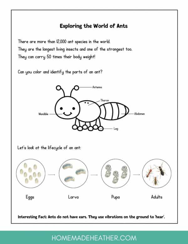 Backyard Ant Printable 