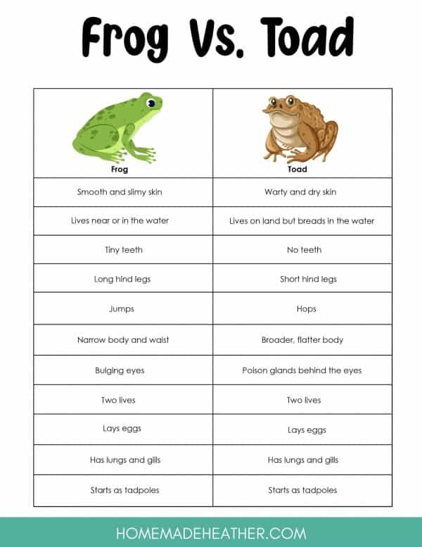 Frog vs Toad Printable