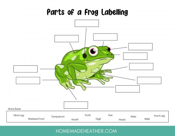 Parts of a frog work sheet