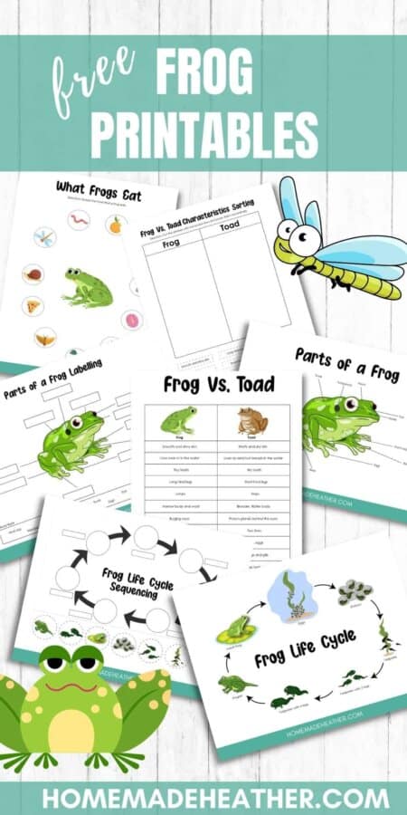 Frog Printable Activity Sheets