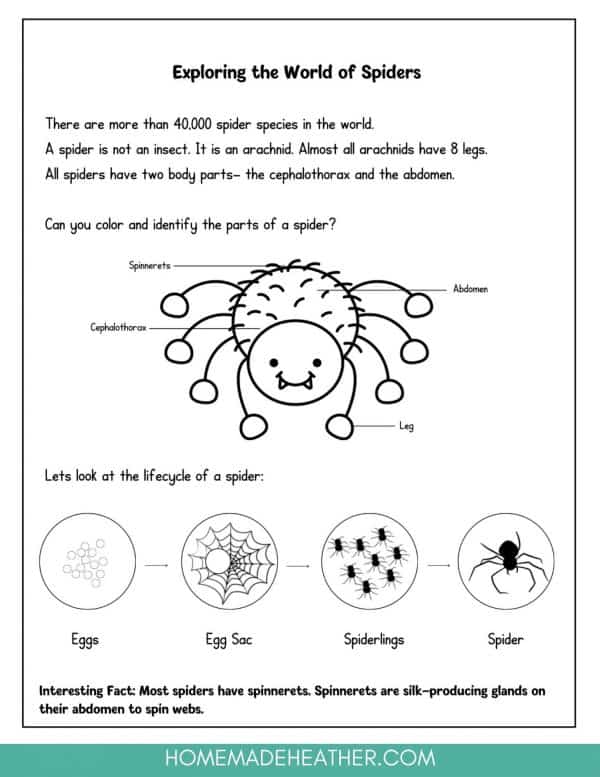 Backyard Spider Printable