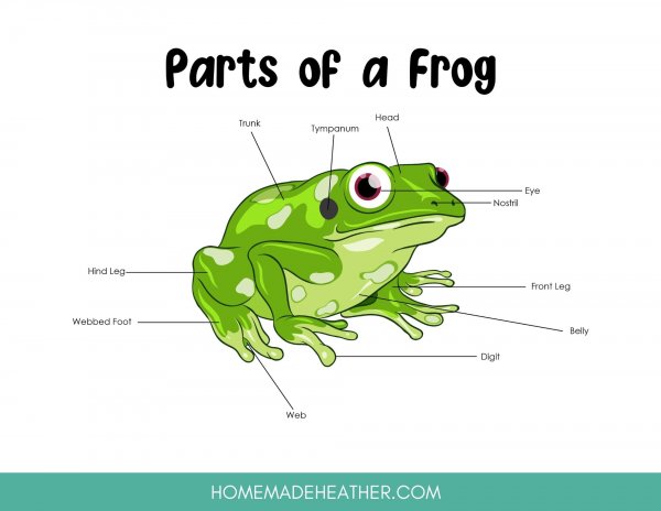 Parts of a frog printable