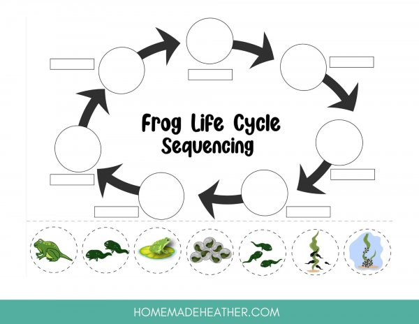 frog lifecycle work sheet