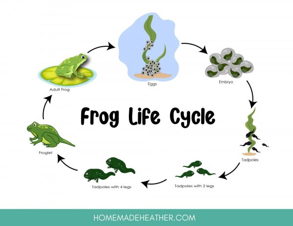 Frog lifecycle printable