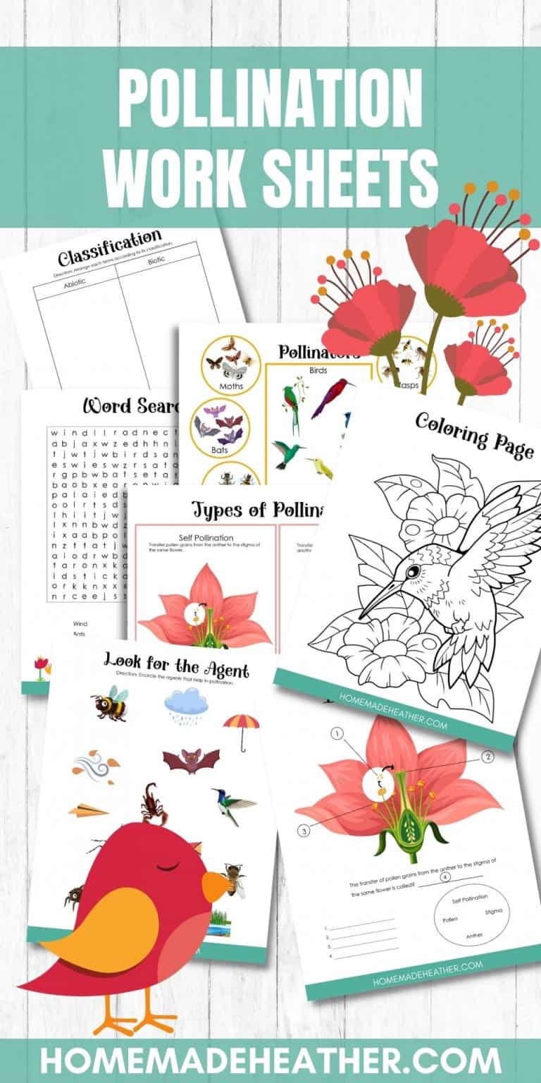 Free Pollination Printable Work Sheets