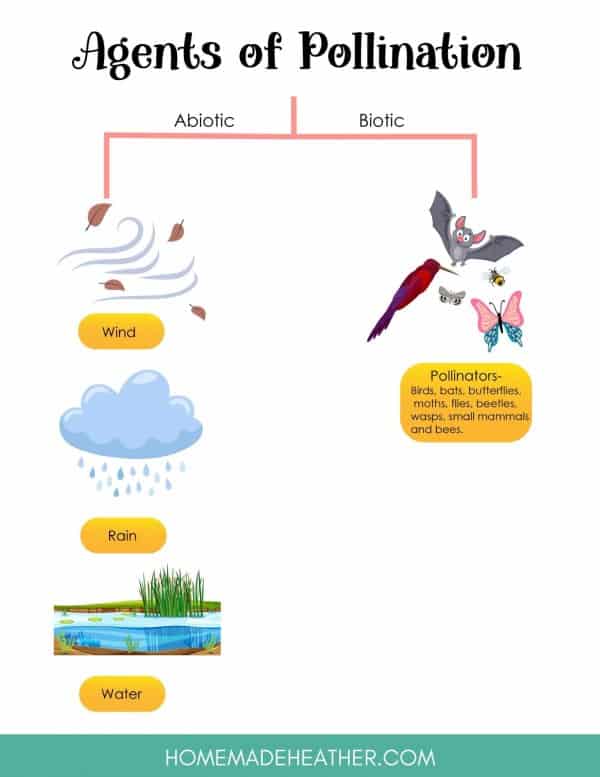 Pollination Work Sheet