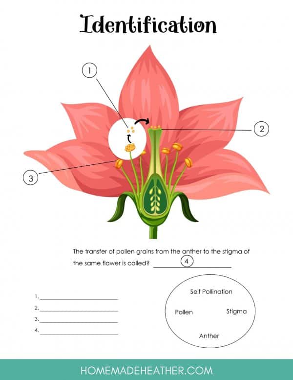 Flower Pollination Printable