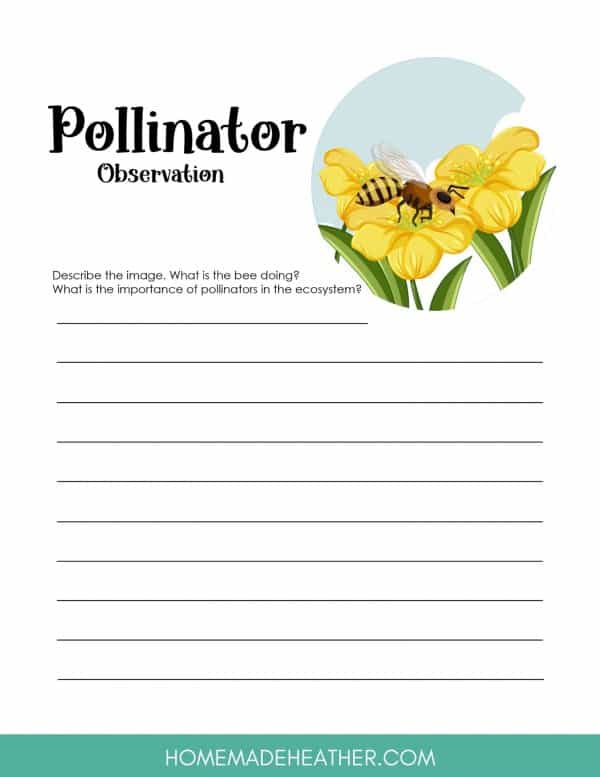 Flower Pollination Work Sheet