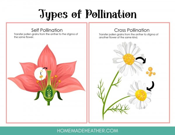 Types of Flower Pollination Printable