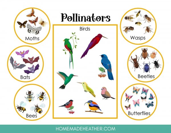 Pollinators Printable