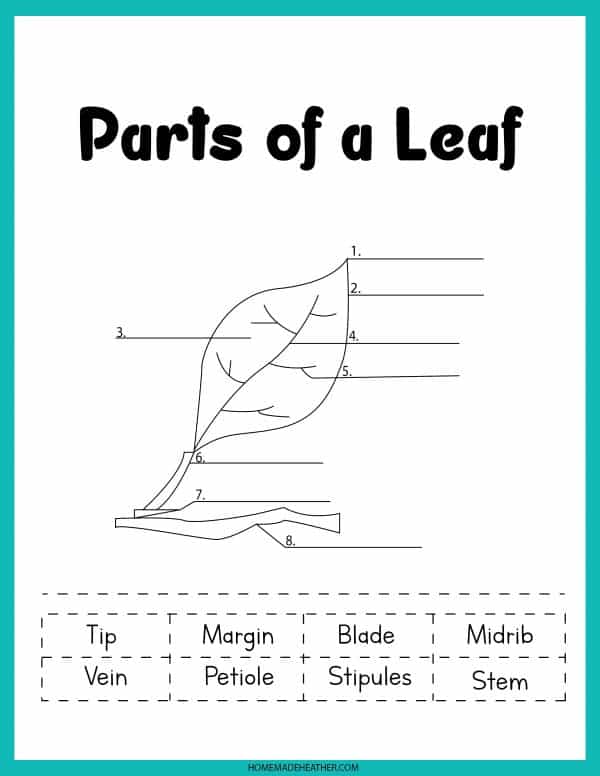 Parts of a Leaf Printable