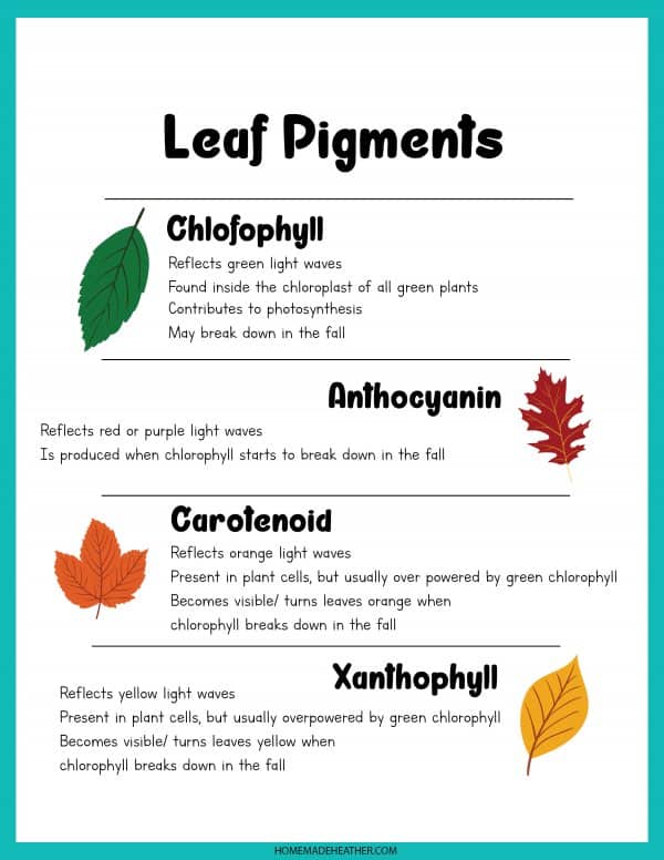 Leaf Pigments Printable
