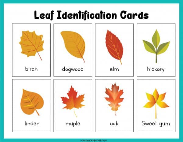 Leaf Identification Printable