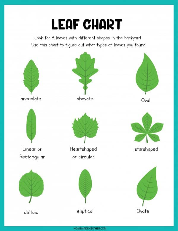 Leaf Chart Printable