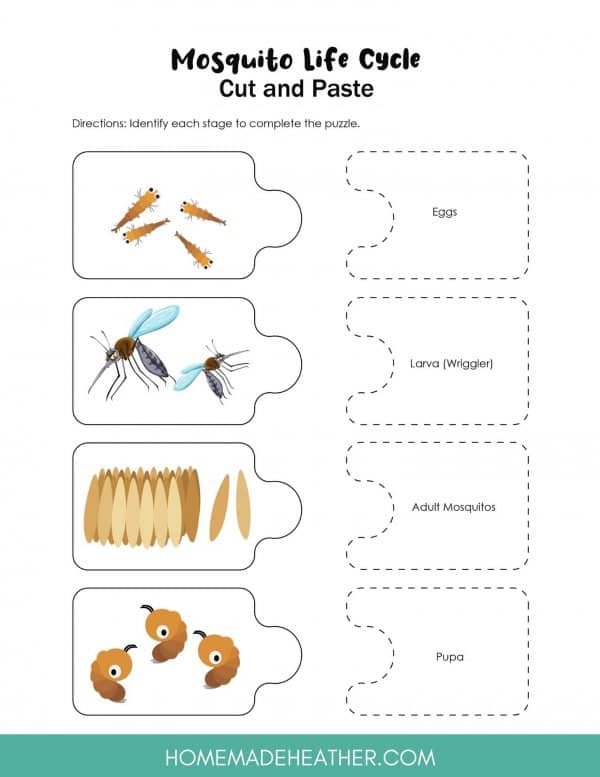 Mosquito Life Cycle Activity Printable