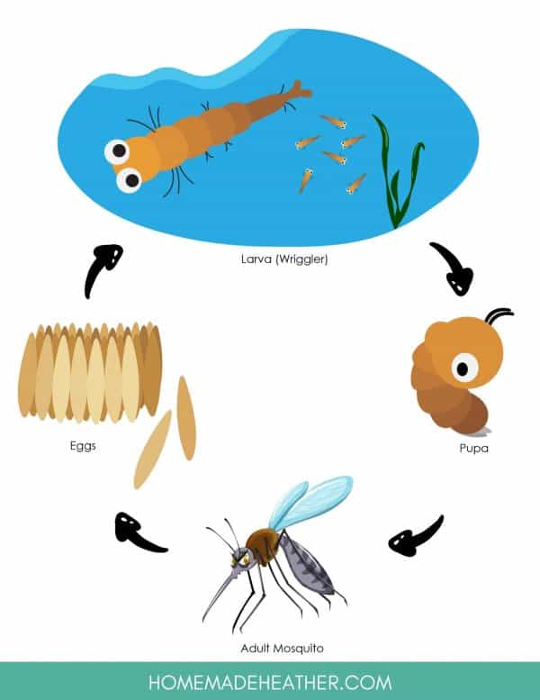 Free Mosquito Life Cycle Activity Printables