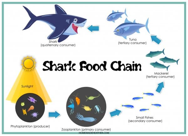 Free Shark Food Chain Activity Printable