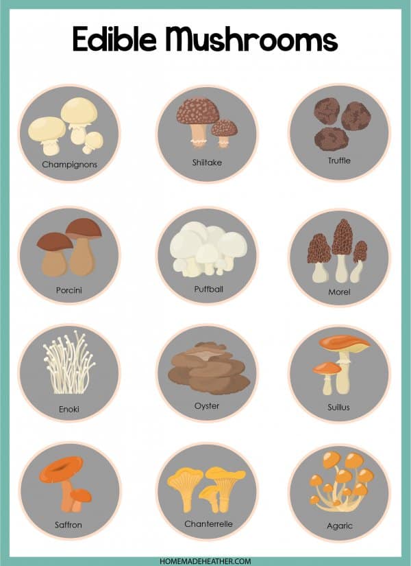 Edible Mushroom Printable