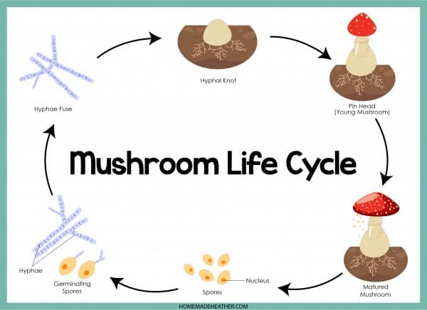 Mushroom Lifecycle Printable