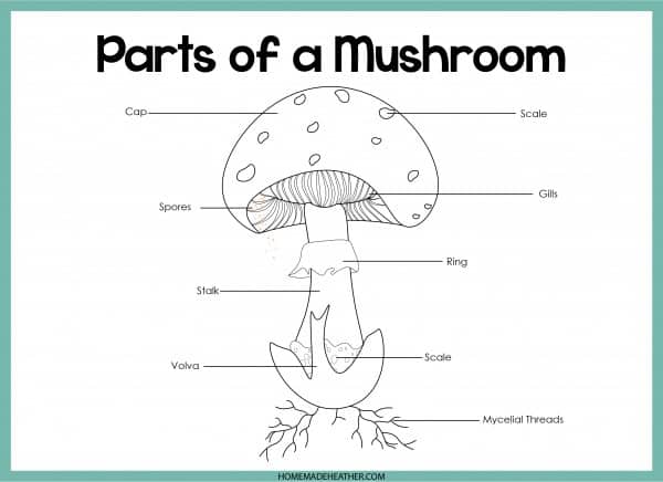 Mushroom Parts Printable