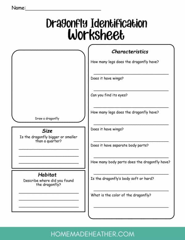 Dragonfly Worksheet Printable
