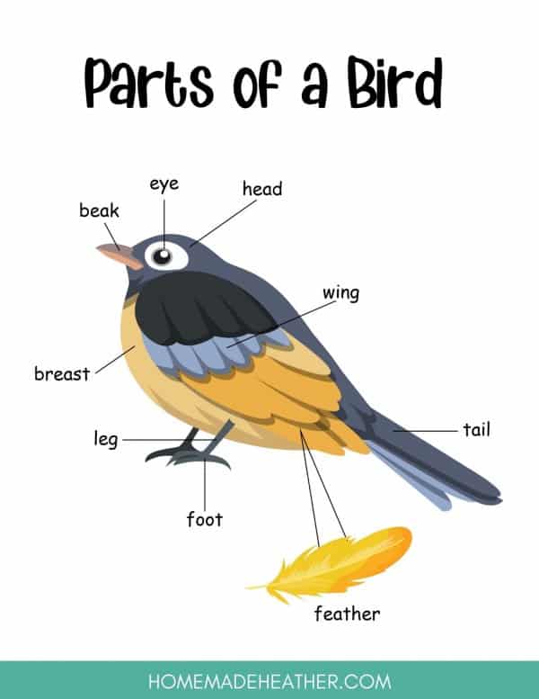 A printable showing the different parts of a bird.