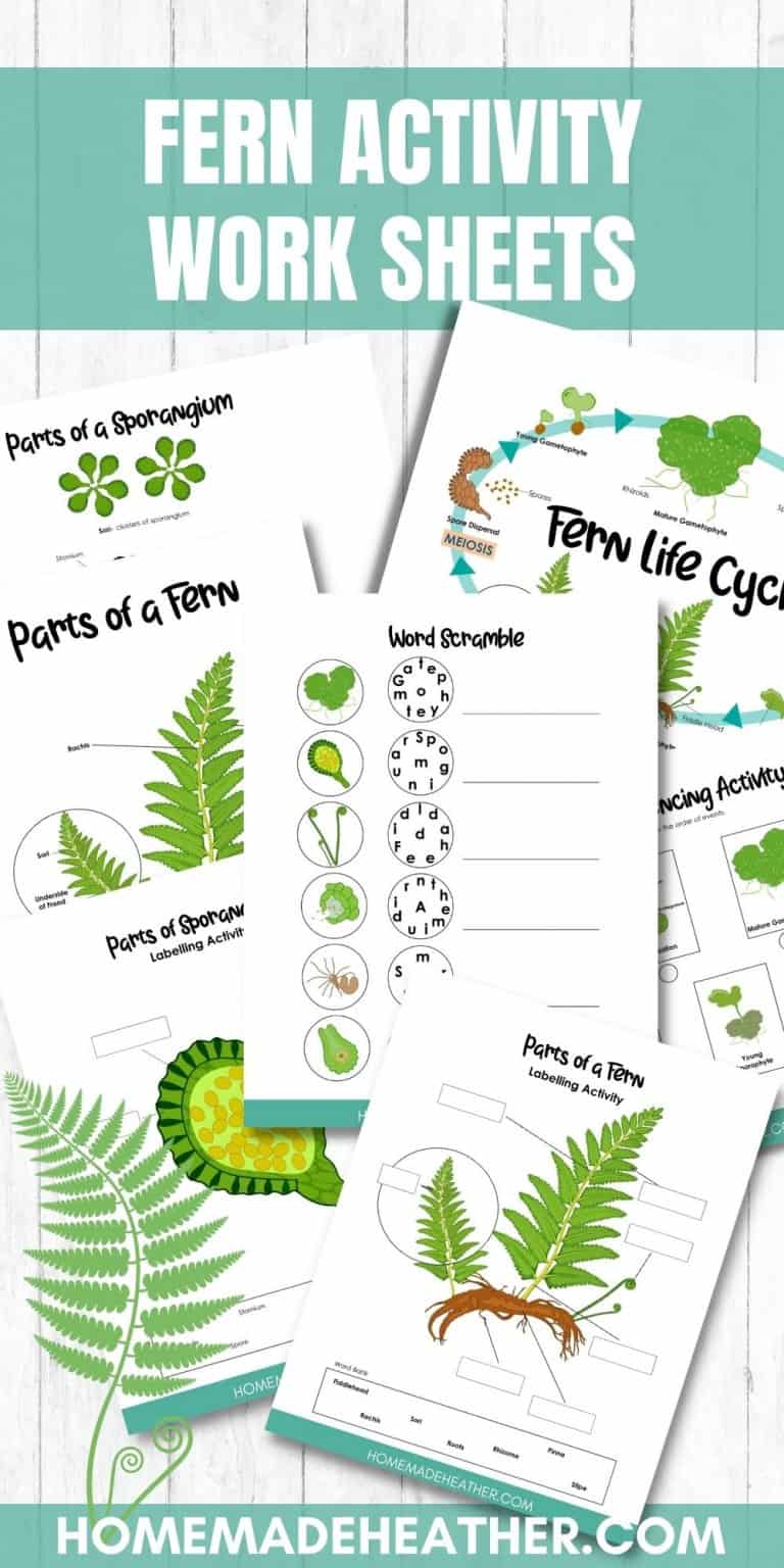 Free Fern Activity Printables