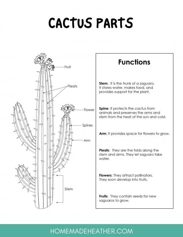 mothers day activity printables Cactus Parts Worksheet