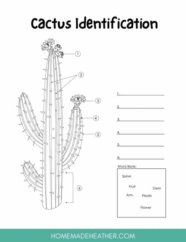 mothers day activity printables Free Cactus Activity Printables
