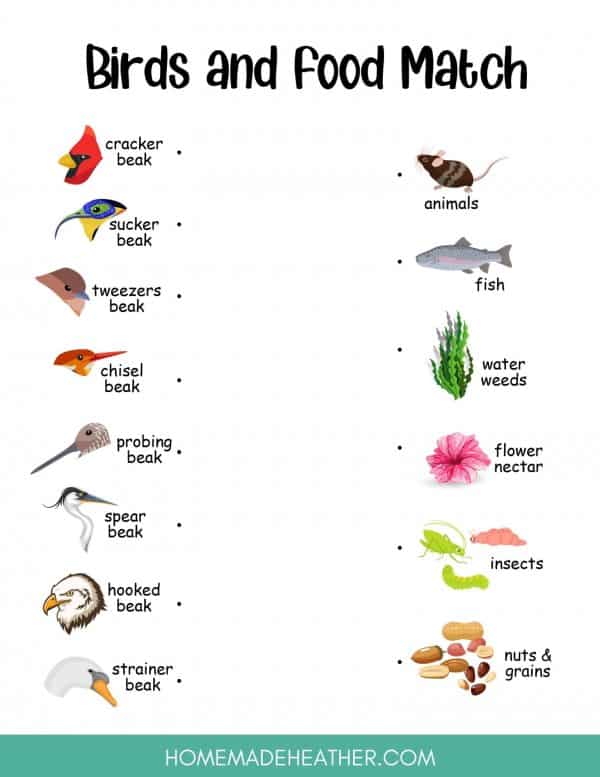 Bird and food matches, illustrating different bird beak types like sucker beak, tweezers beak, and hooked beak paired with appropriate foods such as seeds, insects, and fish.